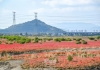 在福清，竟有一片浪漫“红海”！